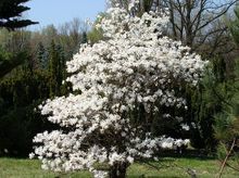 Magnolia - drzewo