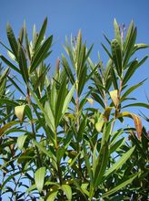 Oleander krzew
