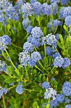 Prusznik niebieski - kwitnący krzew