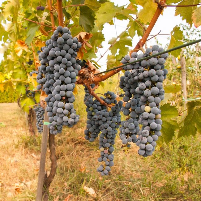 Owoce winorośli