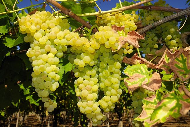 Najlepsze odmiany winogron do uprawy w Polsce