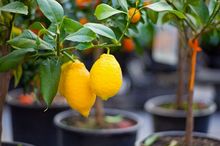 Owocujące cytryny w doniczkach