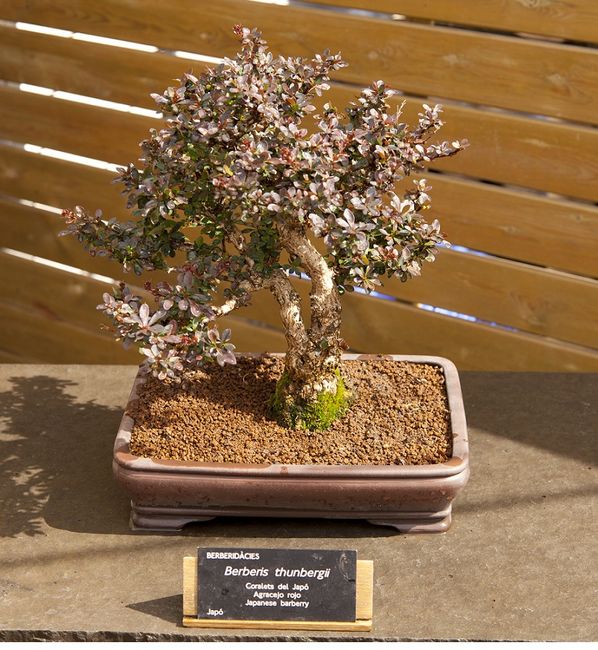 Berberys thunberga - bonsai