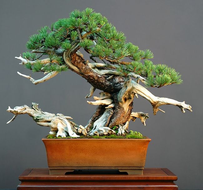 Kosodrzewina w formie bonsai