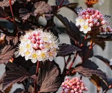 Pęcherznica kalinolistna - kwiaty i liście