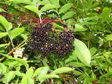 Owoce bzu czarnego