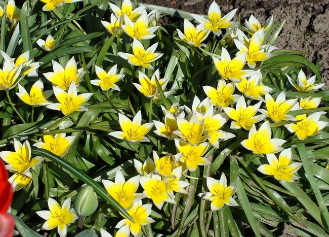 Tulipany żółte z białymi końcami