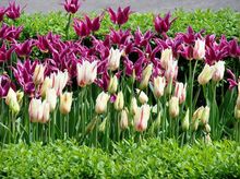 Tulipany lilokształtne