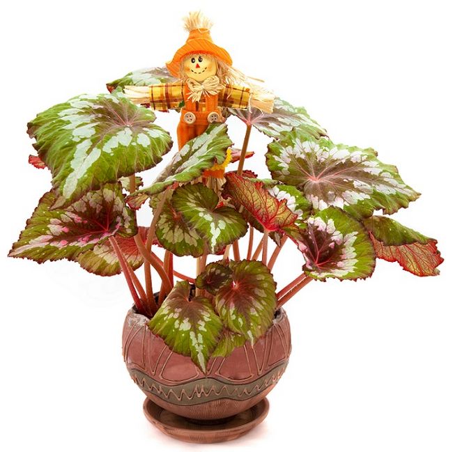 Begonia królewska