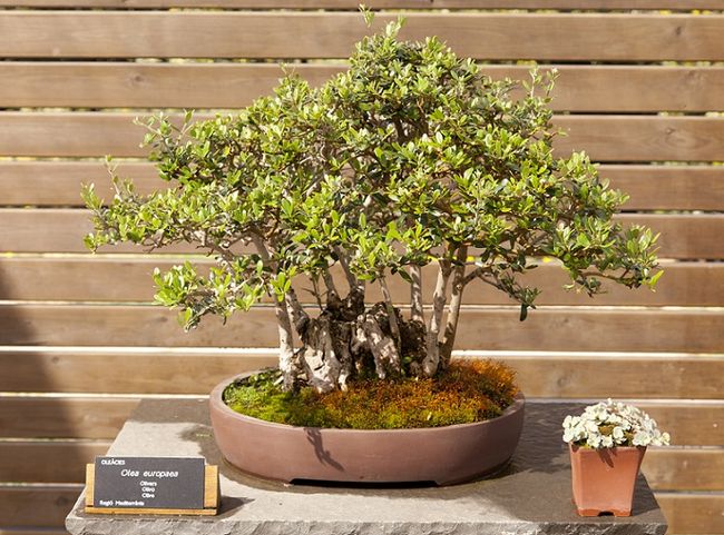 Oliwka europejska - bonsai