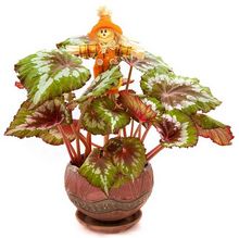 Begonia królewska