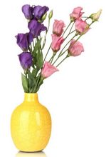 Eustoma cięta w wazonie