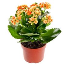 Kalanchoe (żyworódka)
