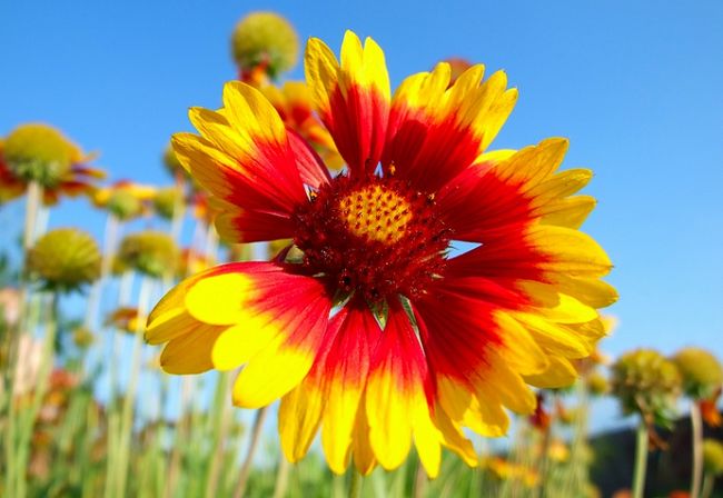 Gailardia - kwiat