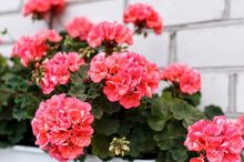Pelargonia pasiasta w okresie kwitnienia