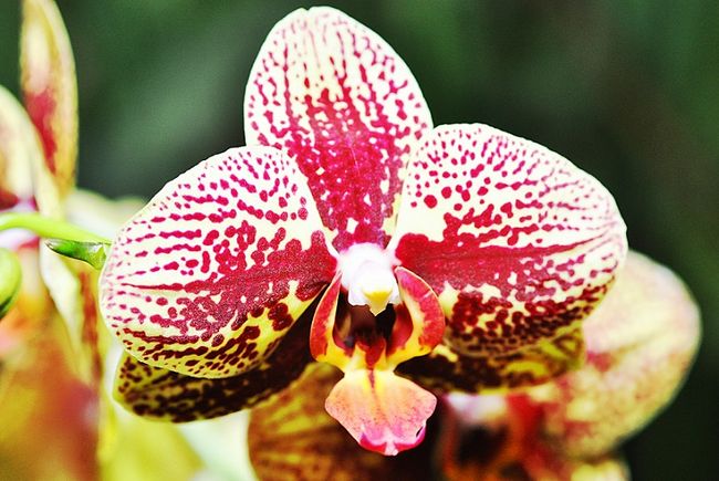 Orchidea - kwiat