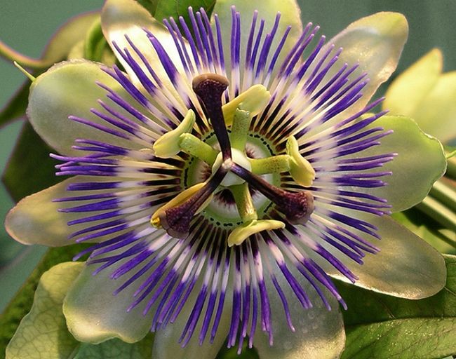 Passiflora (Męczennica)