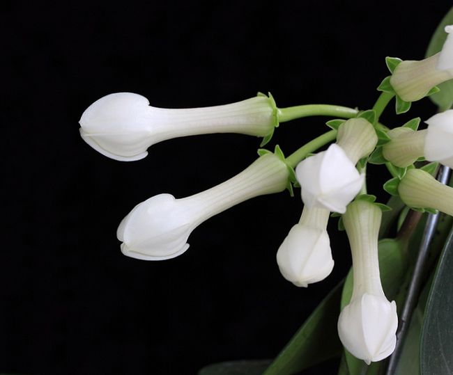 Stefanotis - kwiaty