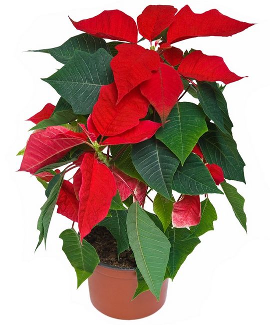 Wilczomlecz piękny - gwiazda betlejemska