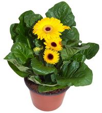 Gerbera doniczkowa z zółtymi kwiatami