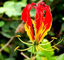 Glorioza - kwiat