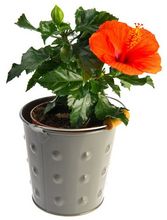 Hibiskus (Ketmia) w doniczce