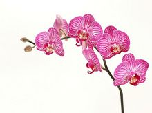 Orchidea - Storczyk