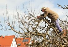 Cięcie starego drzewa jabłoni