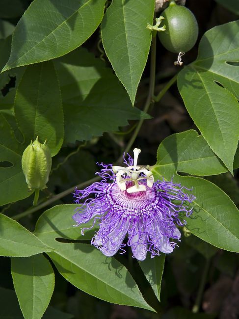Męczennica cielista, passiflora