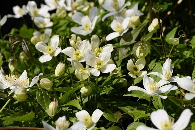 Powojnik (Clematis, Klematis) montana alba