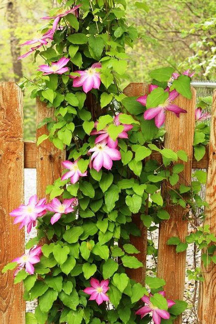 Powojnik (Clematis)