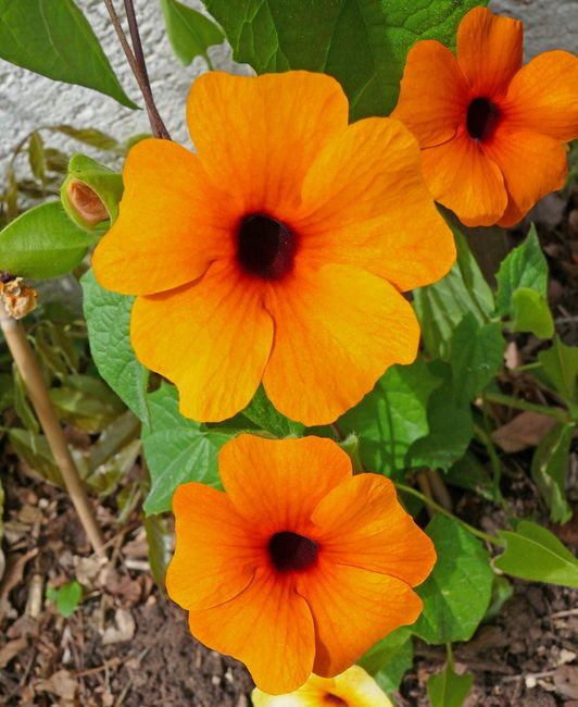 Tunbergia
