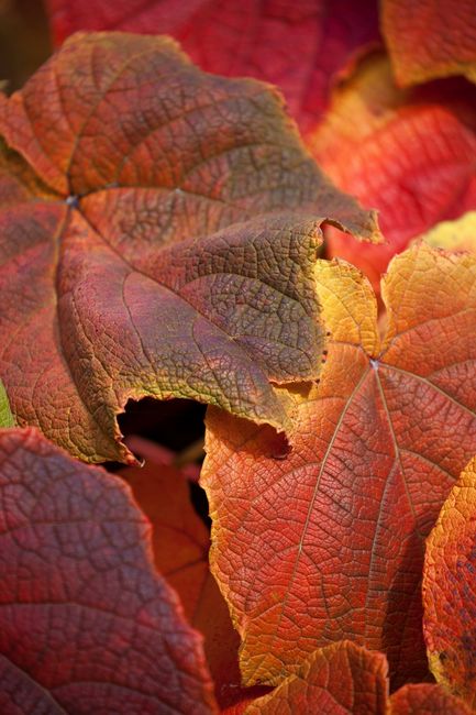 Winorośl japońska - liście jesienią