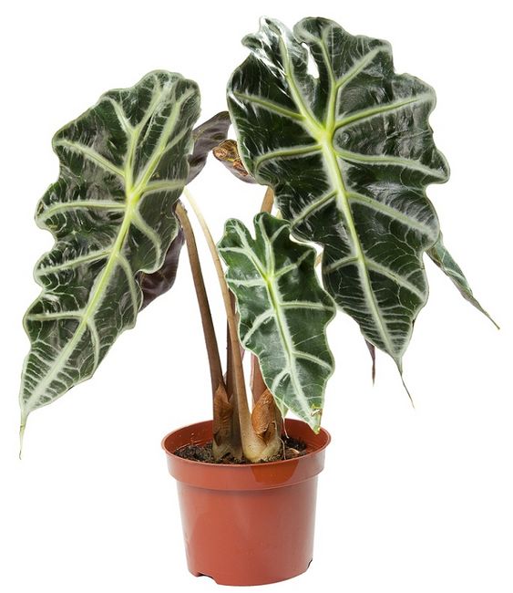 Alokazja (Alocasia)