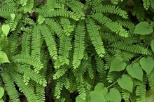 Adiantum (złotowłos, niekropień)