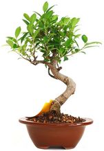 Ficus microcarpa (Ficus retusa)