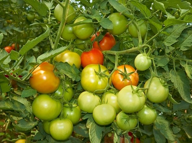 Dojrzewające pomidory