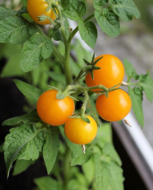 Owocujący pomidor w domu