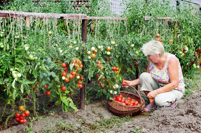 Paliki do pomidorów / i ogórków/ - Strona 9 - Ogrodniczo Działkowe Forum