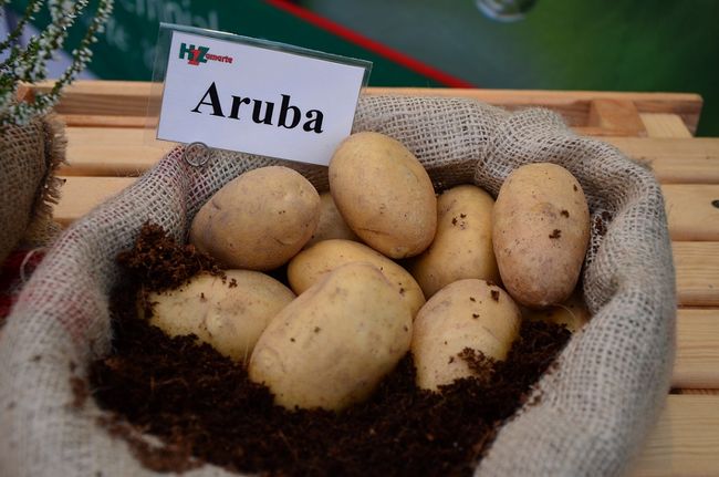 Ziemniaki Aruba