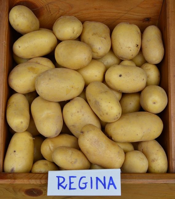 Ziemniaki Regina