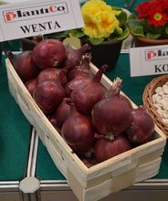 Odmiana cebuli: WENTA