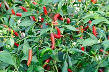 Papryka chili w ogródku