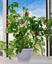 Uprawa pomidora na parapecie