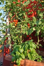 Uprawa pomidorów na balkonie