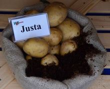 Ziemniaki Justa