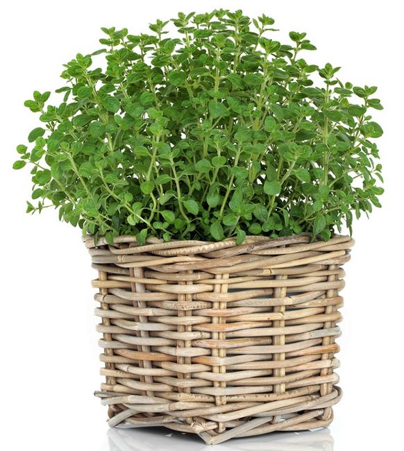 Oregano