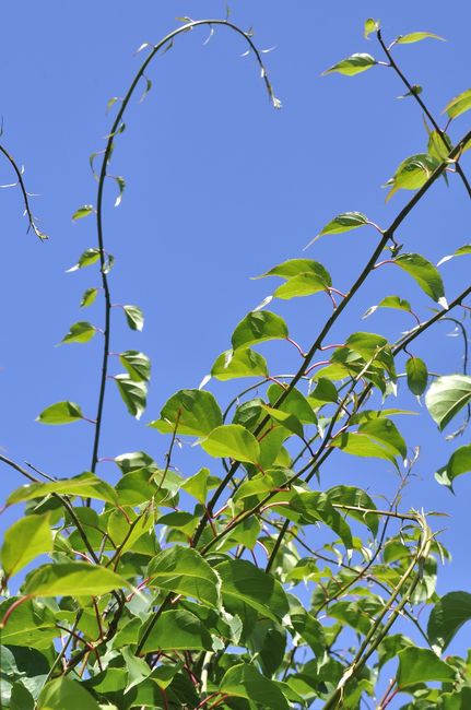 Aktinidia