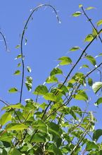 Aktinidia