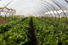 Plantacja truskawki w tunelu foliowym